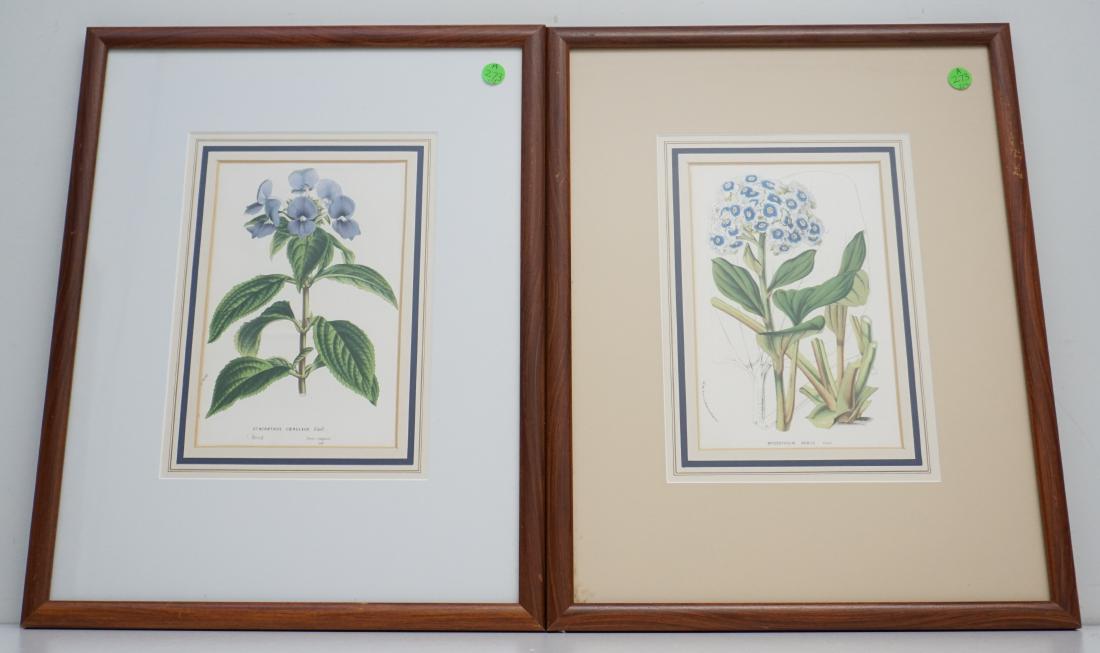 2 1850s LOUIS VAN HOUTTE BOTANICAL LITHOGRAPHS (1 of 9)