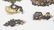 14 ANTIQUE BRONZE GILT JAPANESE MENUKI - 3