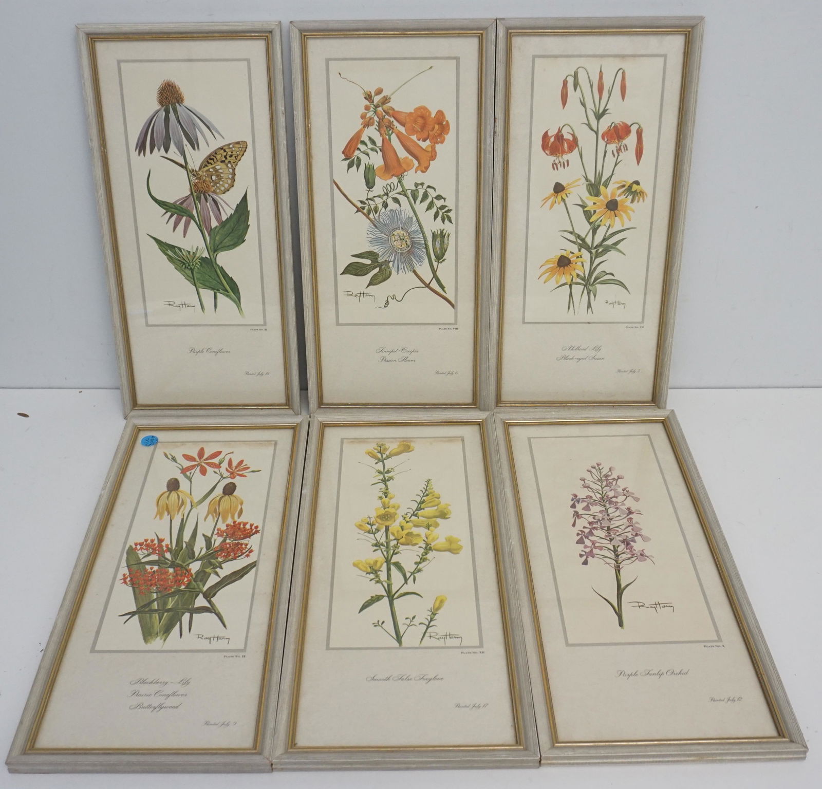 SIX BOTANICAL PRINTS VII-XII BY RAY HARM: Each print is in a gilt frame, matted and glass covered. Botanical or of various Lilies, Black-eyed Susan, Passion Flower, Trumpet-Creeper, Prairie Cornflower, Orchid, and Foxglove. Measures framed 15