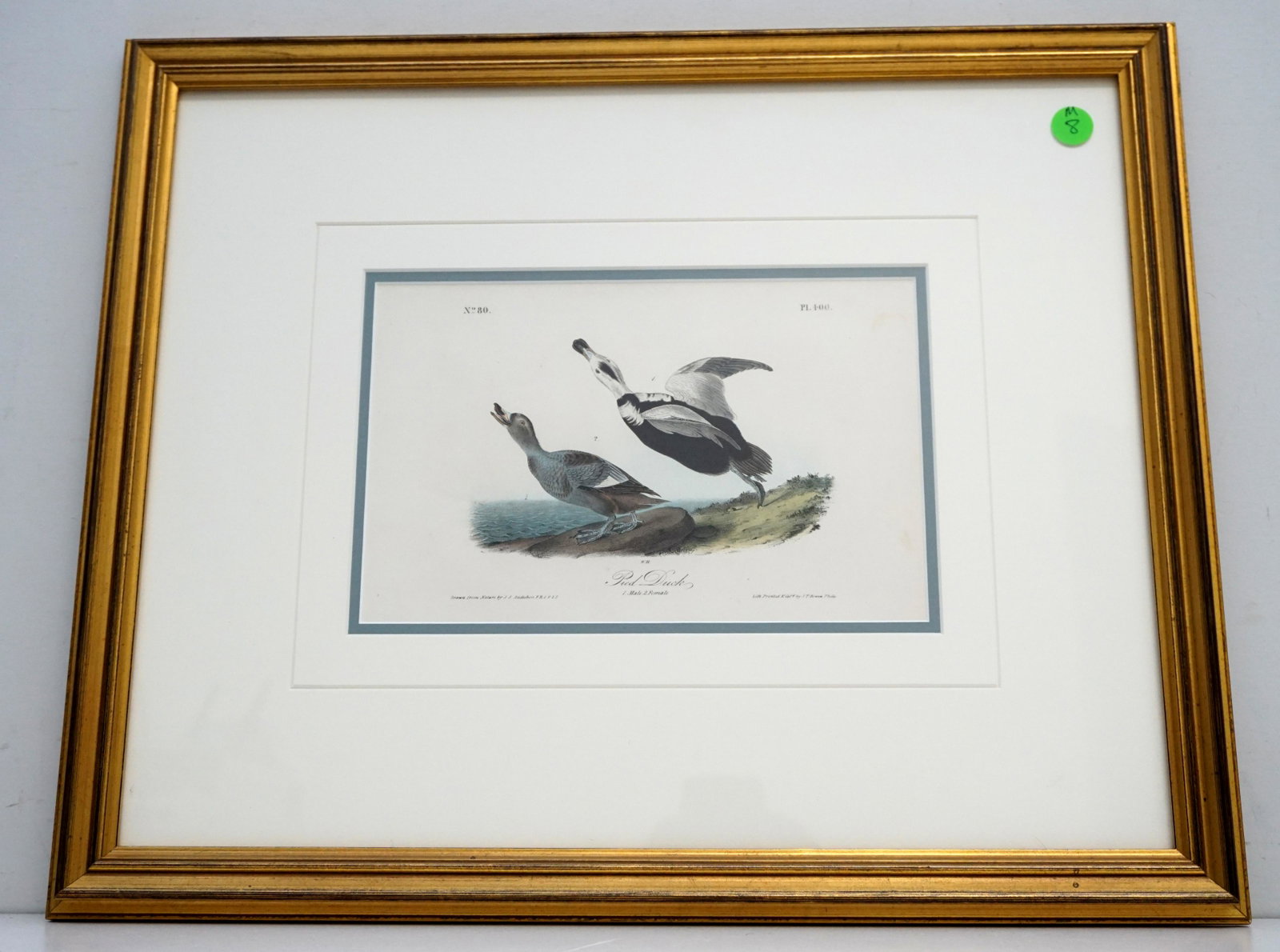 AUDUBON PIED DUCK BOWEN OCTAVO: John James Audubon (American, 1785-1851), "Pied Duck", No. 80, Plate 400, hand-colored lithograph by J.T. Bowen, from The Birds of America, octavo edition, framed.. Purchased at the Audubon Wildlife G