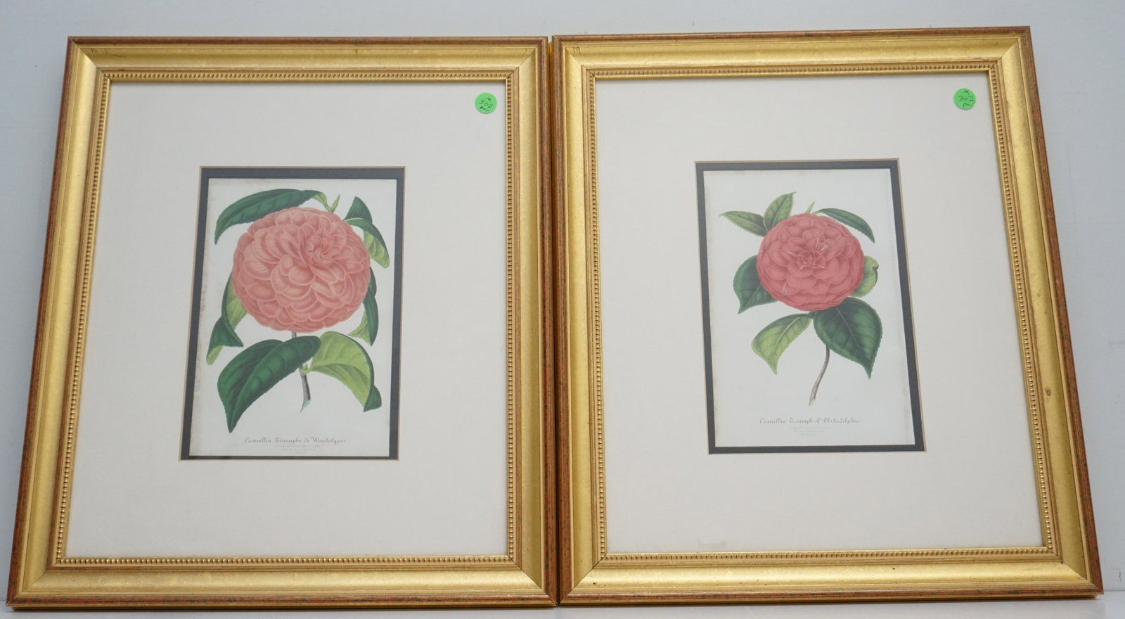 2 ANTIQUE CAMELLIA BOTANICAL CHROMOLITHOGRAPHS: Pair of Antique Camellia Botanical Chromolithographs.The fine plates were drawn by Bernard Lon, L. Stroobant and son and published by the Verschaffelts, who were a family of Belgian nurserymen special