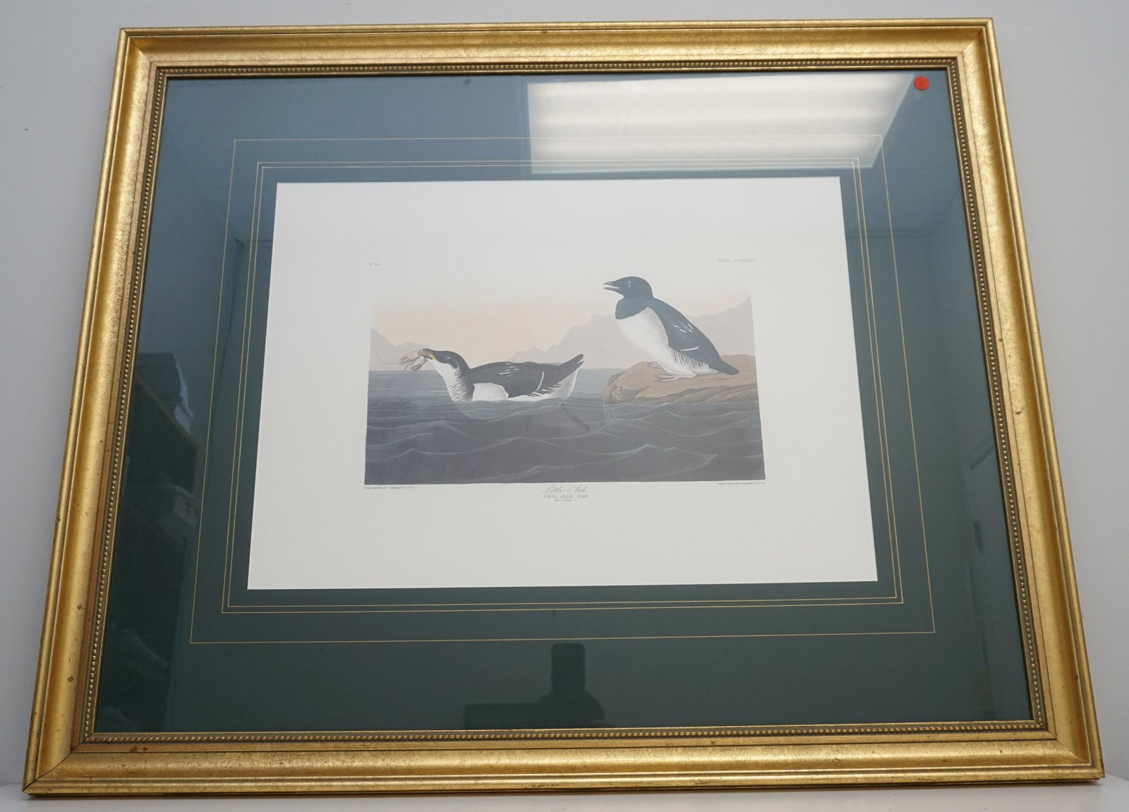 FRAMED AUDUBON LITTLE AUK: John James Audubon (1785-1851), "Little Auk" No. 68, Plate CCCXXXIX. Double elephant folio, printed by the Abbeville Press, New York City, in conjunction with The National Audubon Society c. 1985. Pri
