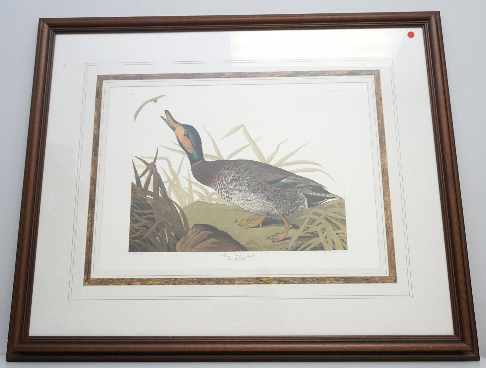 FRAMED AUDUBON BEMACULATED DUCK: John James Audubon (1785-1851), "Bemaculated Duck" No. 68, Plate CCCXXXVIII. Double elephant folio, printed by the Abbeville Press, New York City, in conjunction with The National Audubon Society c. 1