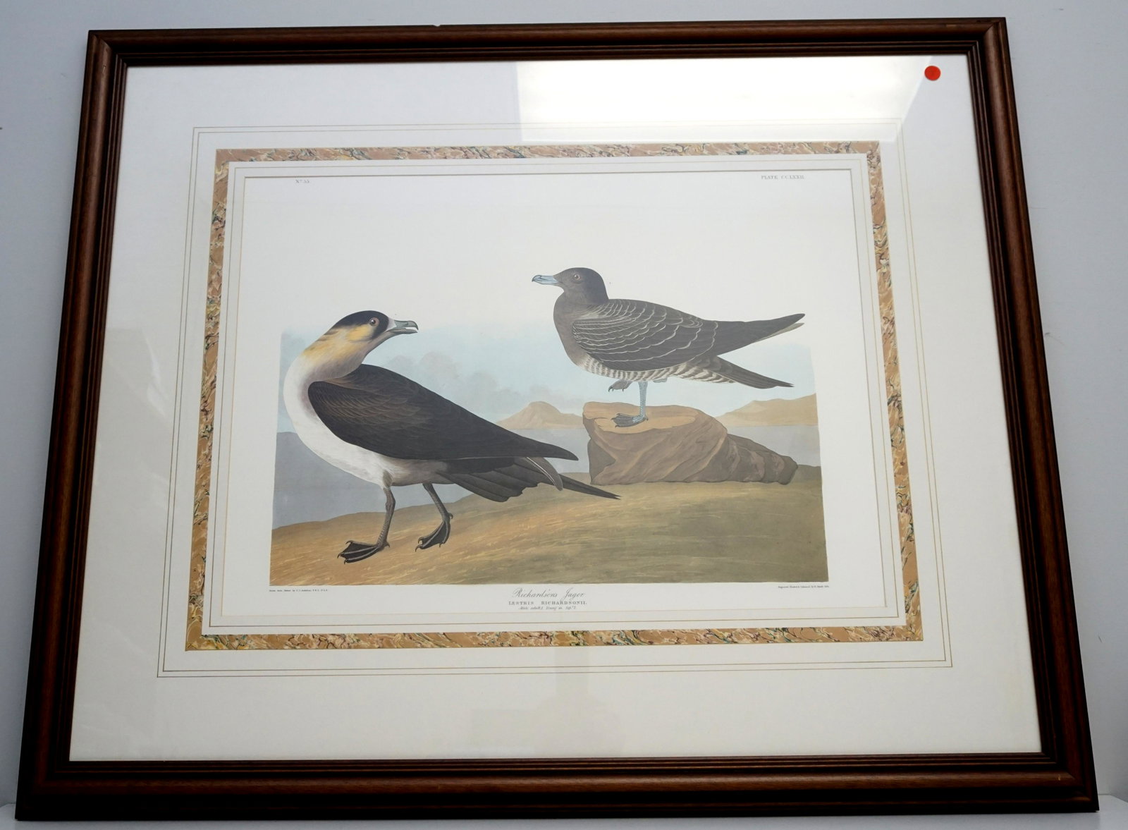 FRAMED AUDUBON RICHARDSONS JAGER: John James Audubon (1785-1851), "Richardsons Jager" No. 55, Plate CCLXXII. Double elephant folio, printed by the Abbeville Press, New York City, in conjunction with The National Audubon Society c. 198