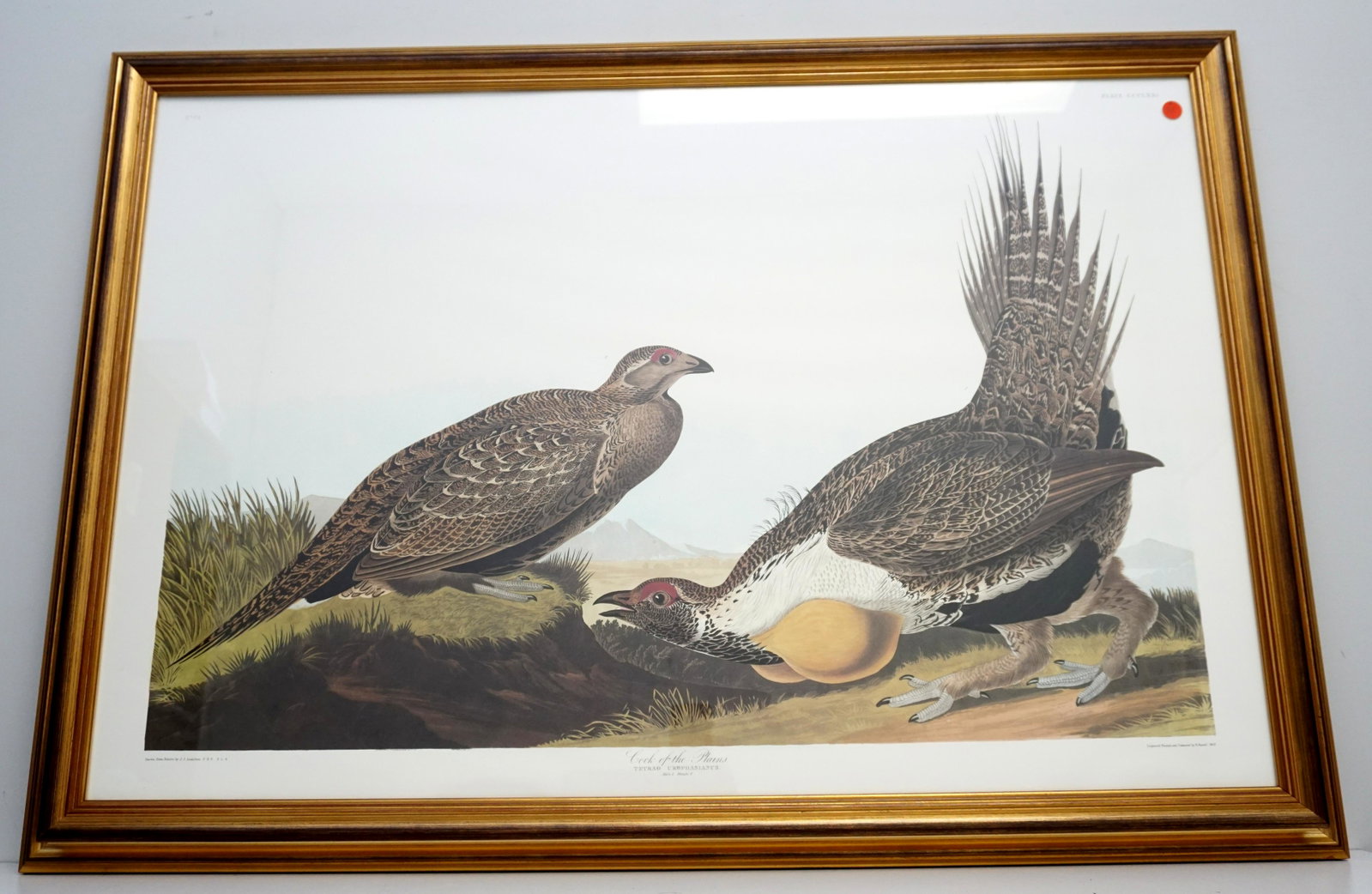 FRAMED AUDUBON COCK OF THE PLAINS: John James Audubon (1785-1851), "Cock of the Plains" No. 75, Plate CCCLXXI. Double elephant folio, printed by the Abbeville Press, New York City, in conjunction with The National Audubon Society c. 19