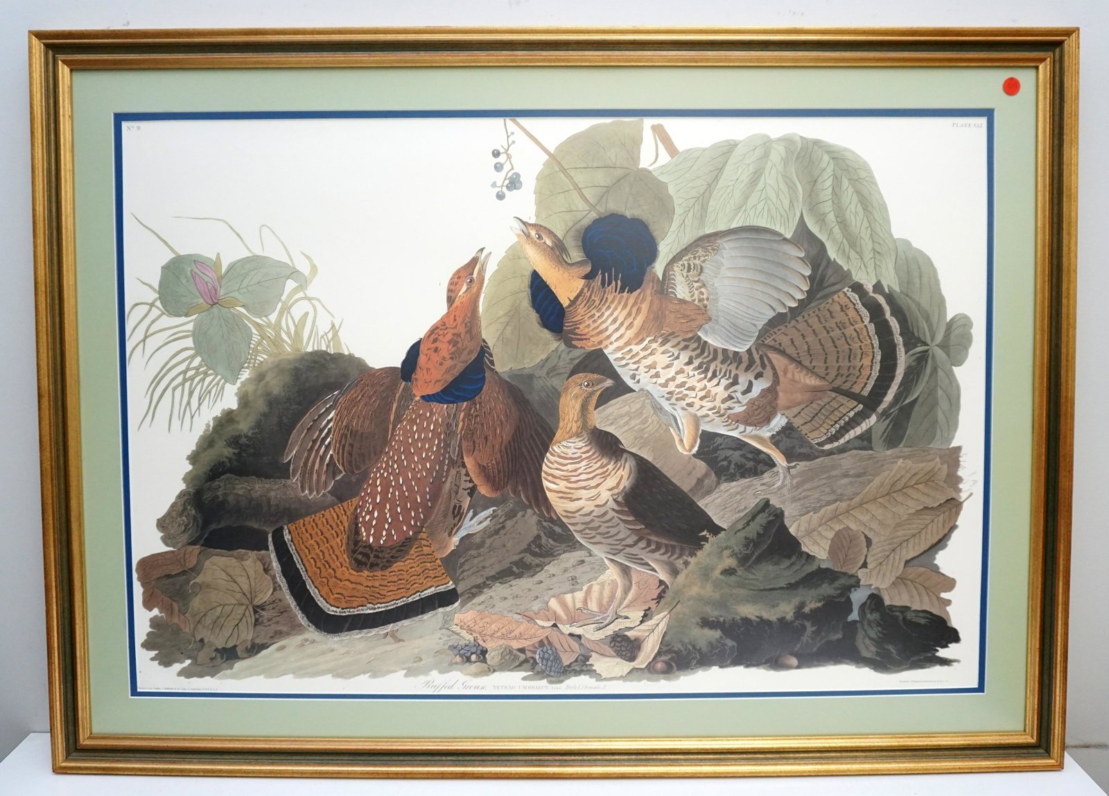 FRAMED AUDUBON RUFFLED GROUSE: John James Audubon (1785-1851), "Ruffled Grouse" No. 9, Plate XLI. Double elephant folio, printed by the Abbeville Press, New York City, in conjunction with The National Audubon Society c. 1985. Print