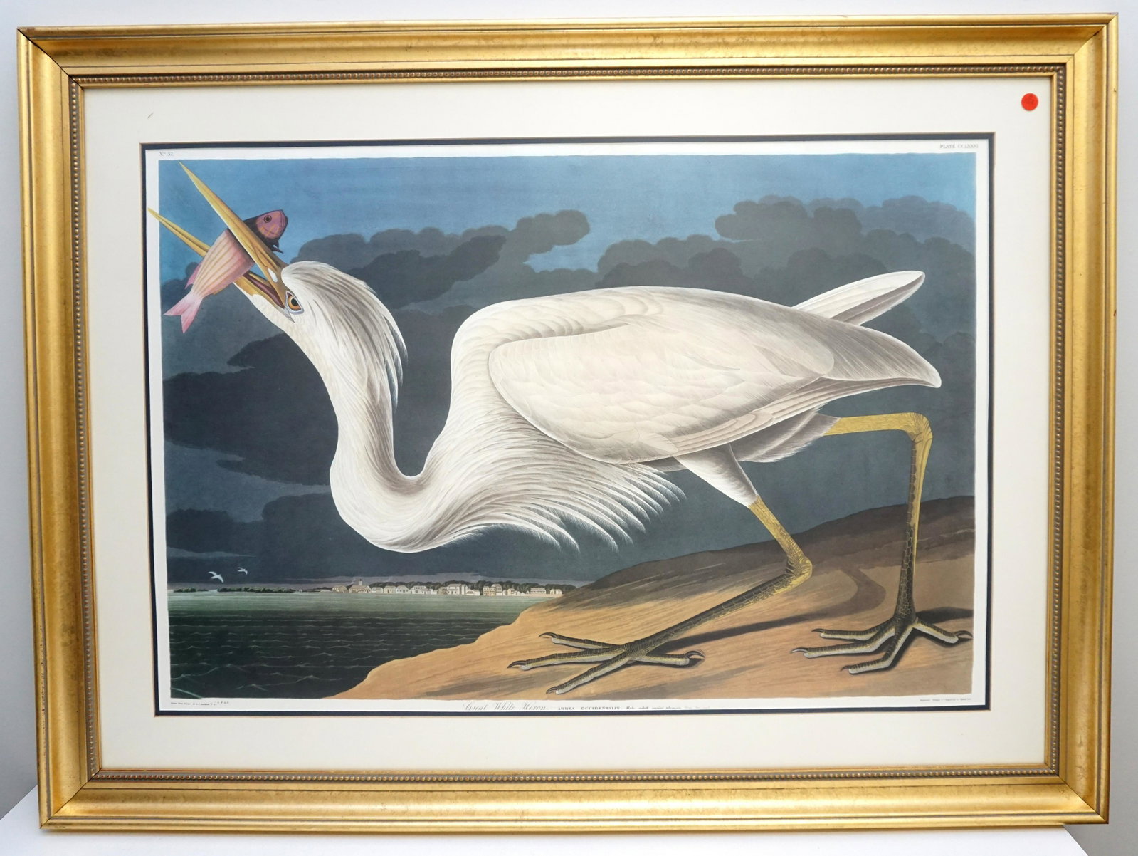 FRAMED AUDUBON GREAT WHITE HERON: John James Audubon (1785-1851), "Great White Heron," No. 57, Plate CCLXXXI. Double elephant folio, printed by the Abbeville Press, New York City, in conjunction with The National Audubon Society c. 19