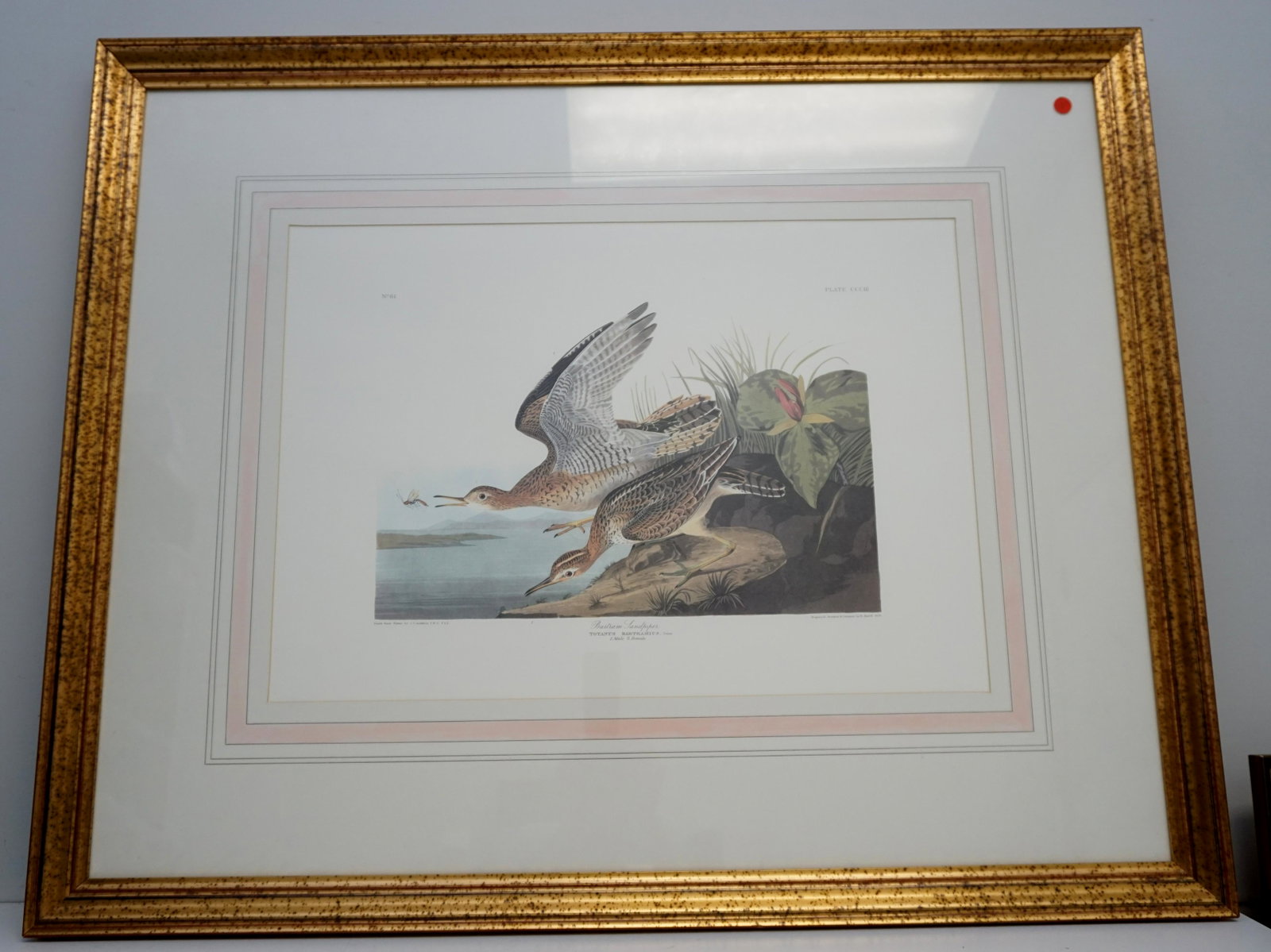 FRAMED AUDUBON BARTRAM SANDPIPER: John James Audubon (1785-1851), "Bartram Sandpiper," No. 61, Plate CCCIII. Double elephant folio, printed by the Abbeville Press, New York City, in conjunction with The National Audubon Society c. 198