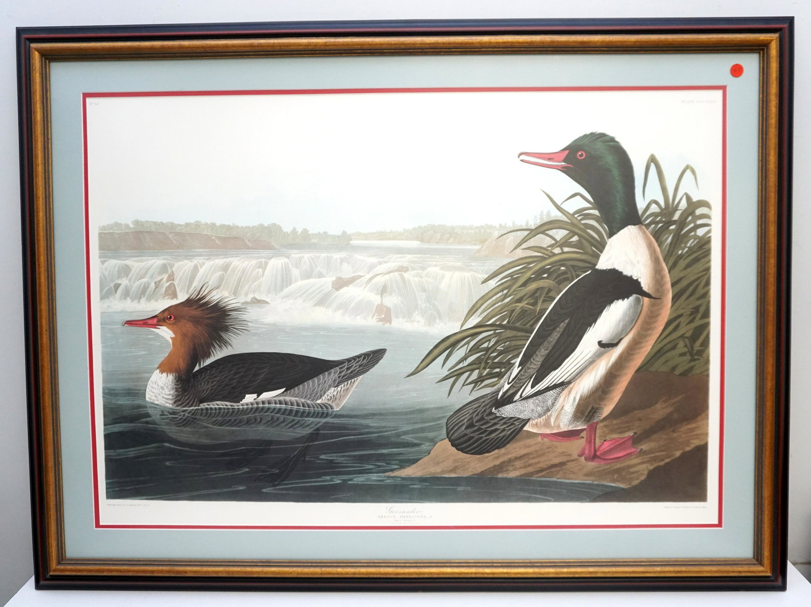 FRAMED AUDUBON GOOSANDER: John James Audubon (1785-1851), "Goosander" No. 67, Plate CCCXXXI. Double elephant folio, printed by the Abbeville Press, New York City, in conjunction with The National Audubon Society c. 1985. Print
