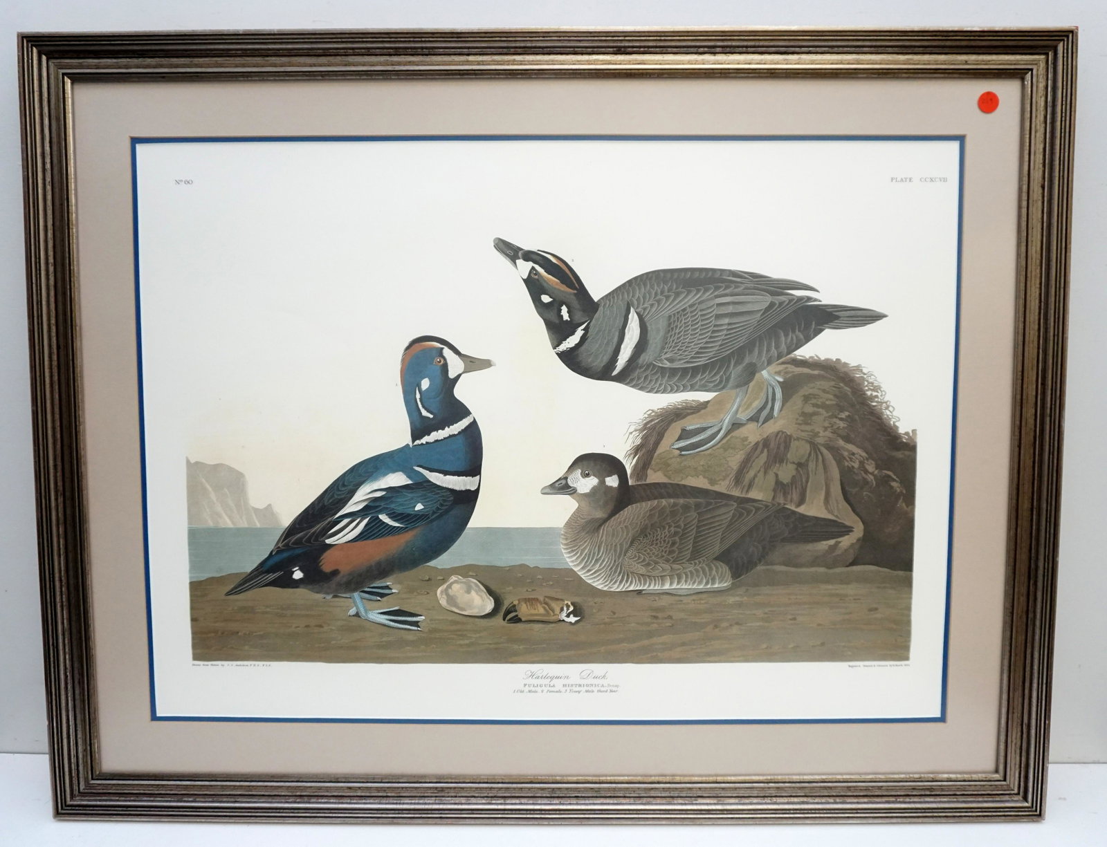 FRAMED AUDUBON HARLEQUIN DUCK: John James Audubon (1785-1851), "Harlequin Duck" No. 60, Plate CCXCVII. Double elephant folio, printed by the Abbeville Press, New York City, in conjunction with The National Audubon Society c. 1985. 