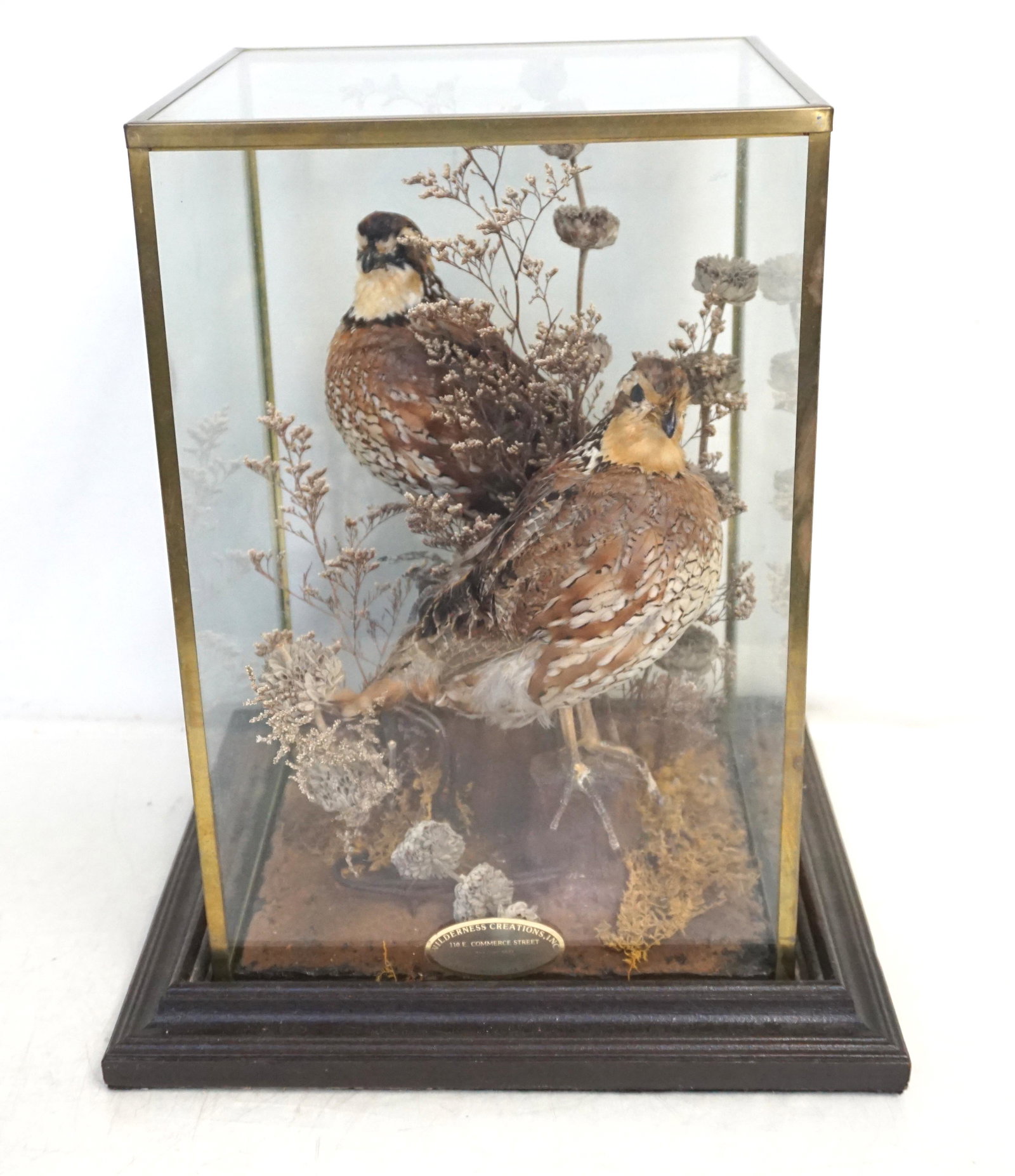 TAXIDERMY GROUSE UNDER GLASS: A pair of Vintage Full Body Taxidermy Grouse Male and Female in Glass Case. From Wilderness Creations in Jacksonville Texas. Base measures 10 1/2"x11". 13" tall. Weight 6 pds 11 oz. PROVENANCE: A Priv