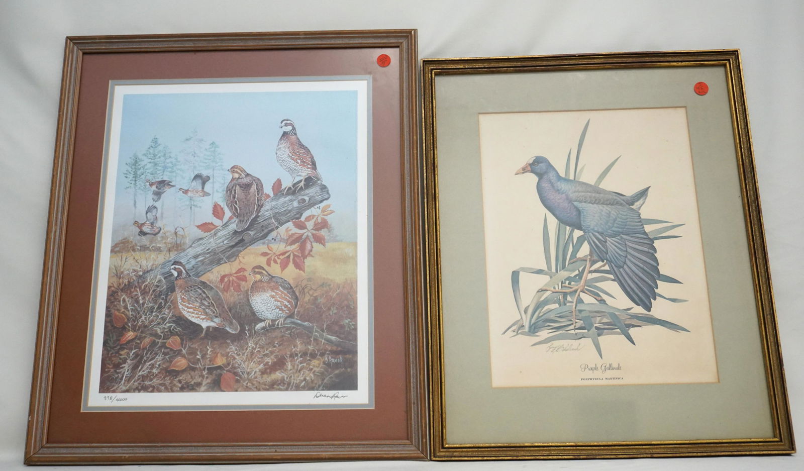 2 FRAMED VINTAGE BIRD PRINTS (1 of 8)