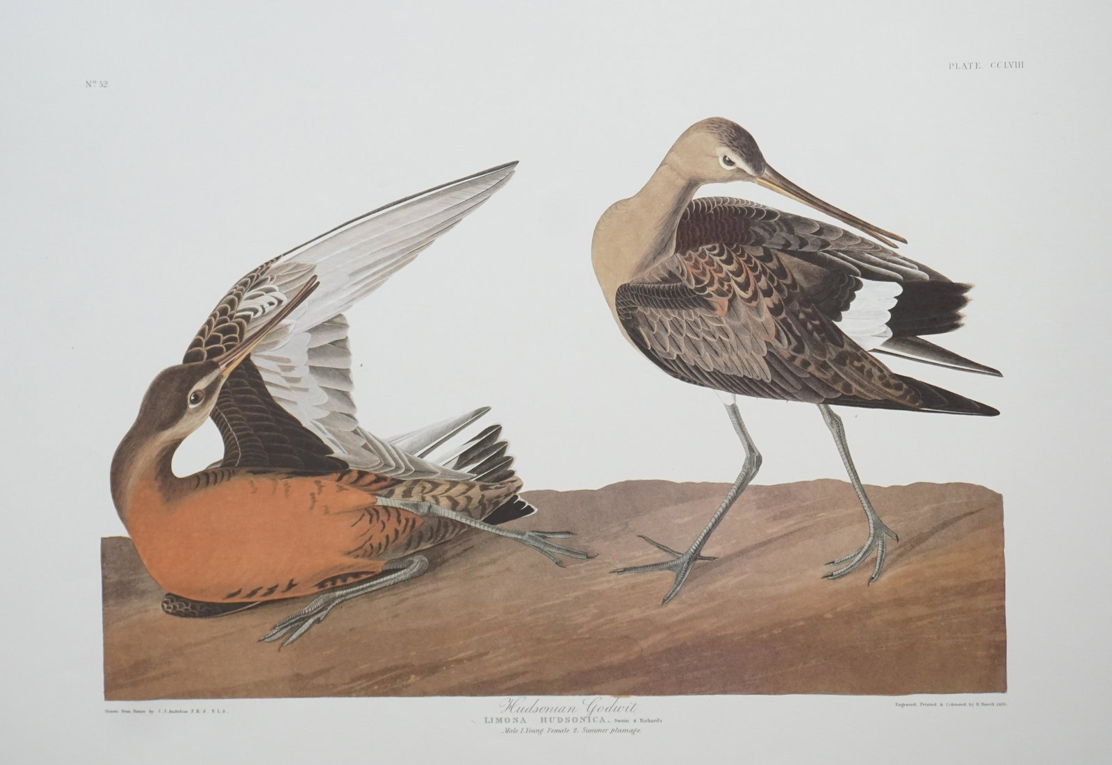 8 AUDUBON DOUBLE ELEPHANT FOLIO PRINTS: Eight Audubon Double Elephant Folio Abbeville Press Edition 1985 Prints. Includes Plates CCCL Rocky Mountain Plover, CCLXX Wilsons Petrel, CCLXVII Artic Yager, CCCXXXIX Littlr Auk, CCCXLIX Least Water