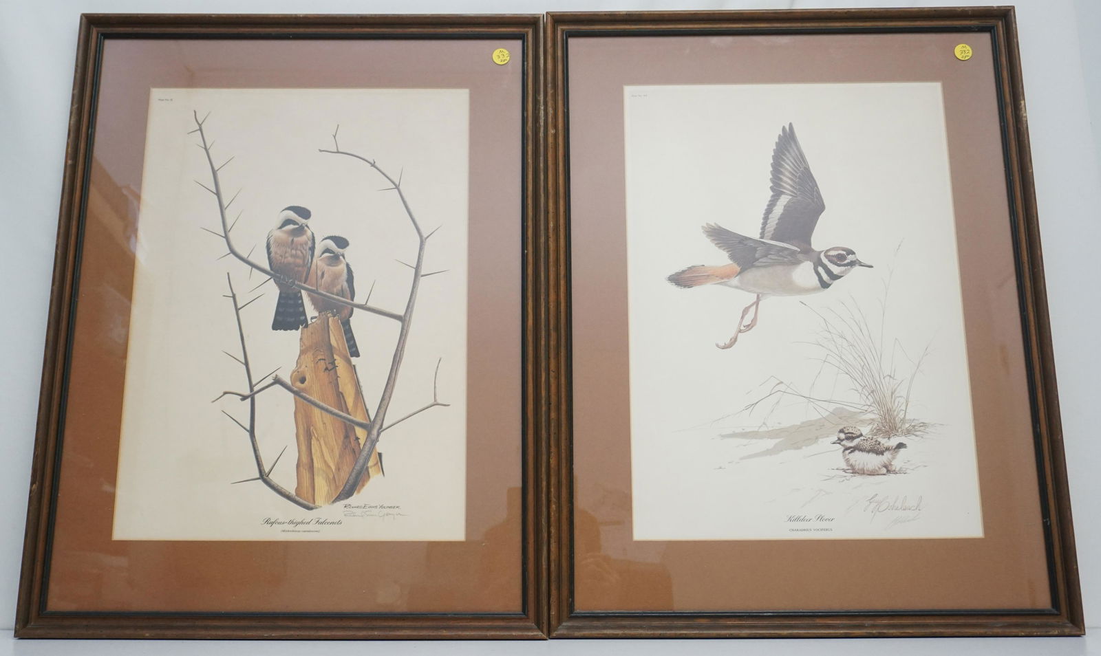 2 FRAMED BIRD LITHOGRAPHS COHELEACH + YOUNGER (1 of 7)