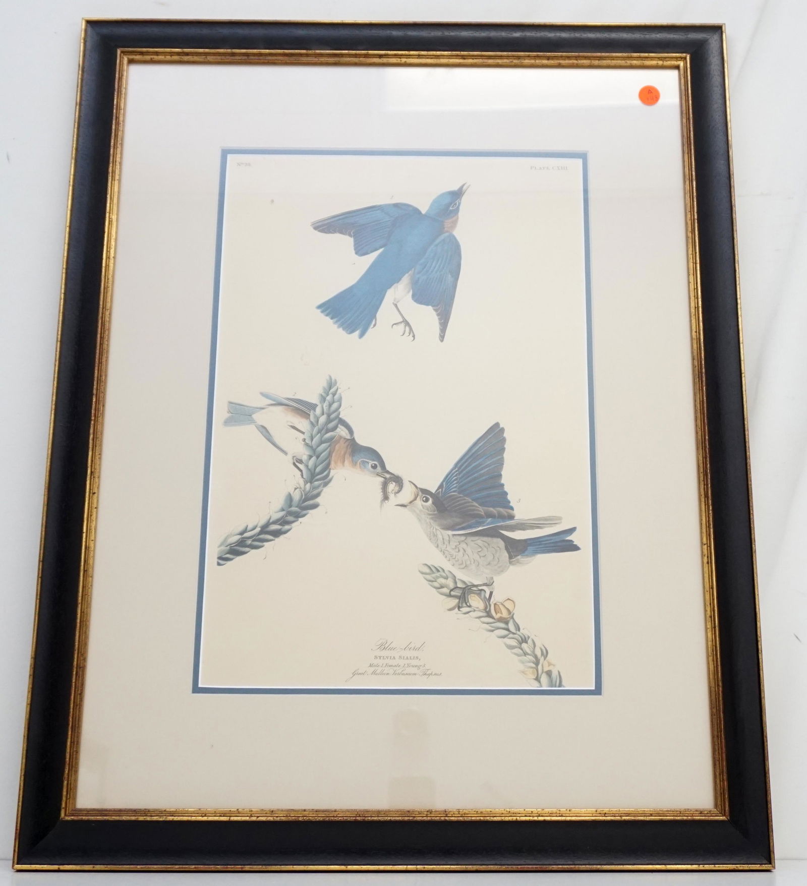 1831 AUDUBON HAND COLORED ENGRAVING BLUE BIRDS (1 of 6)