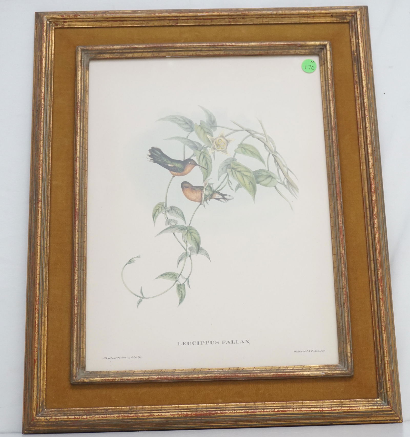 19th c GOULD HAND COLORED HUMMINGBIRDS LITHO (1 of 5)