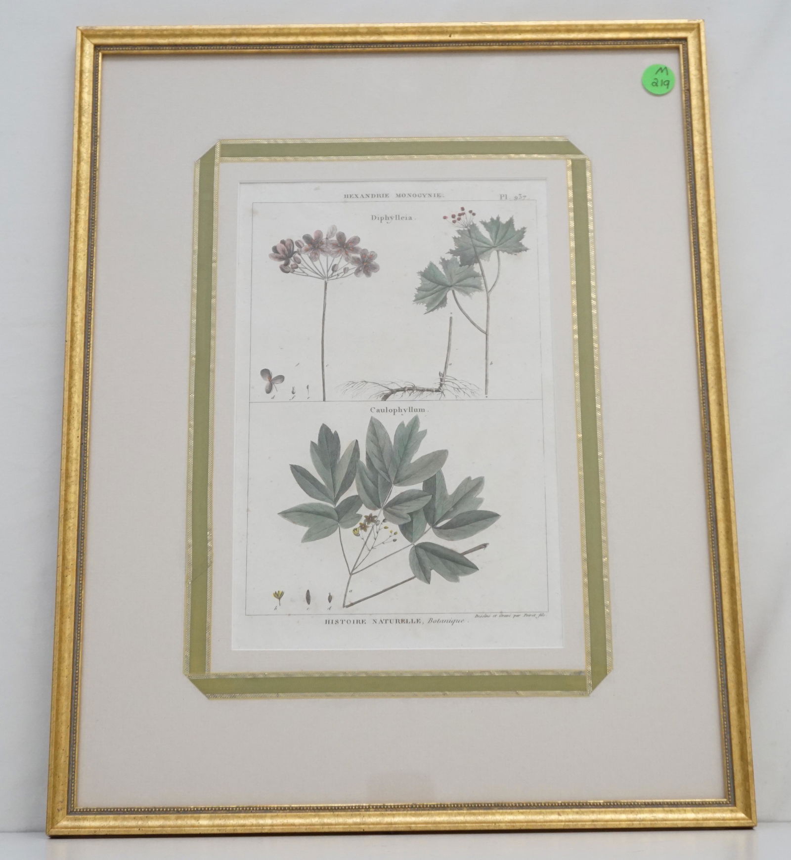 HAND COLORED BOTANICAL ENGRAVING c 1791 (1 of 5)
