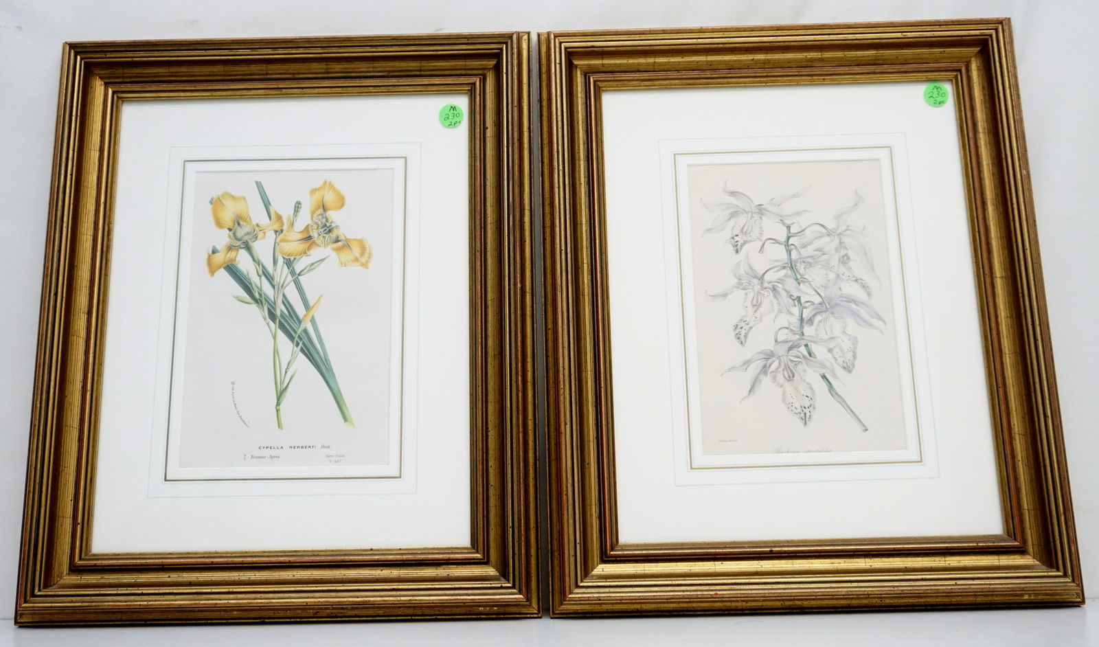 PAIR HAND COLORED 19th c BOTANICAL CHROMOLITHOGRAPHS (1 of 4)