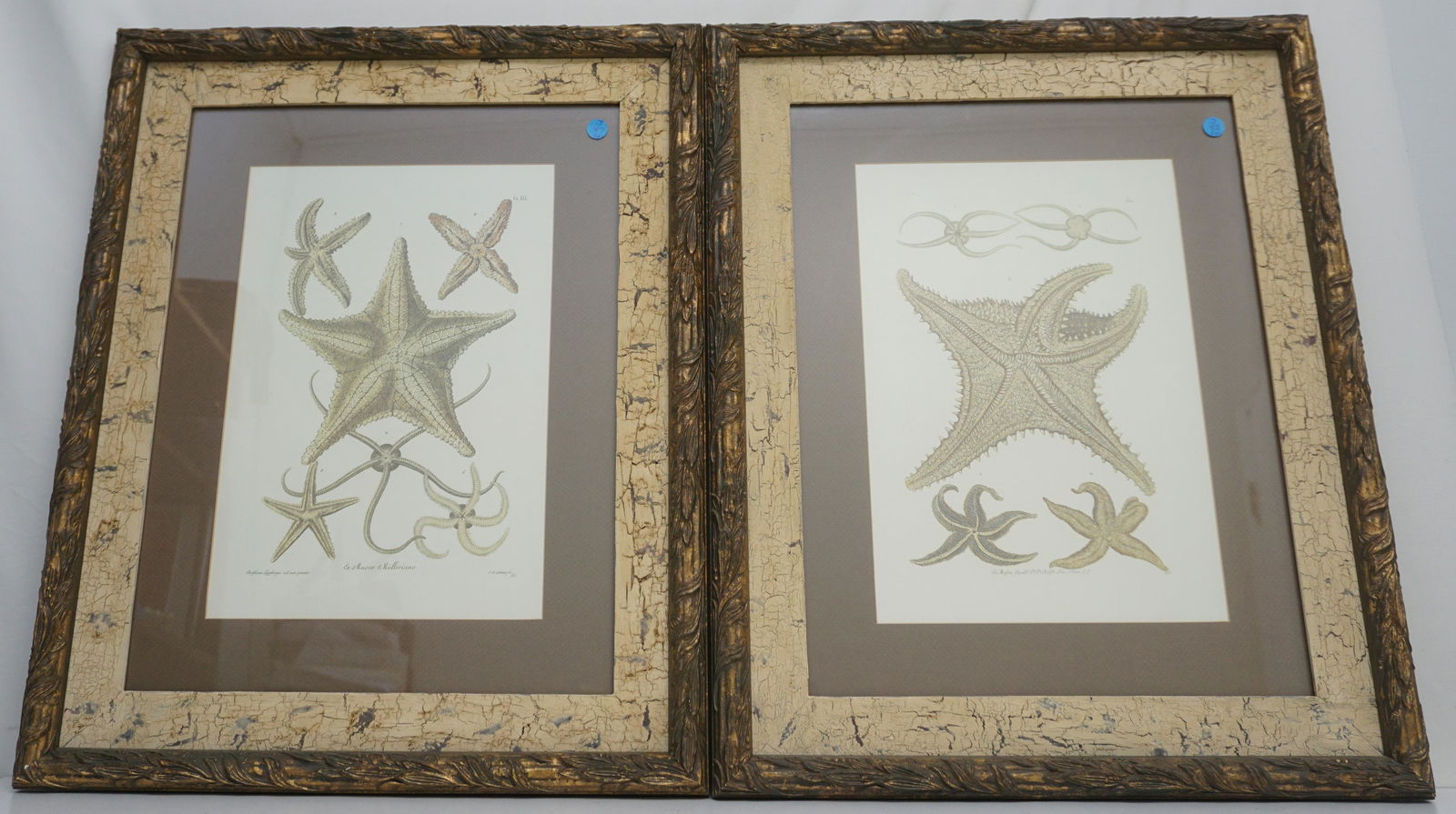 PAIR JOHN RICHARD FRAMED STARFISH ENGRAVINGS (1 of 5)