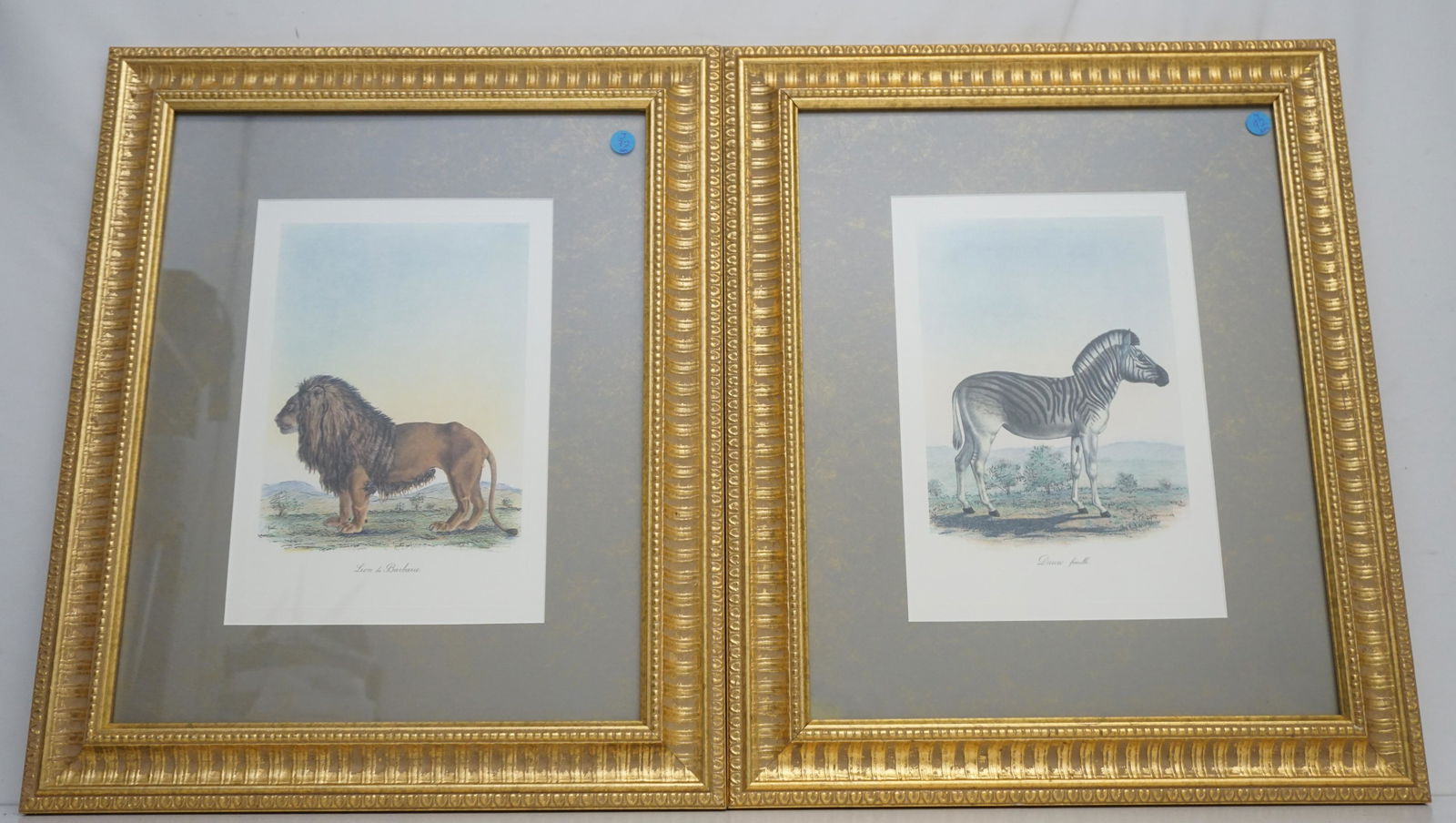 PAIR HAND COLORED GEORGES CUVIER LITHOS (1 of 6)