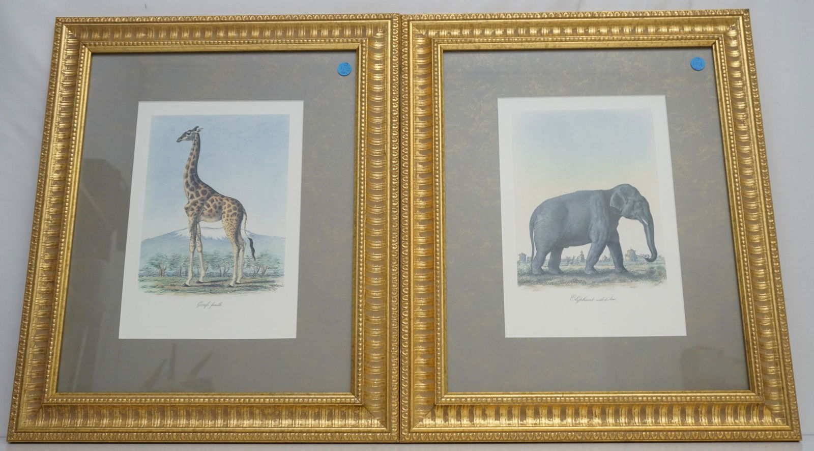 PAIR HAND COLORED GEORGES CUVIER LITHOS (1 of 5)