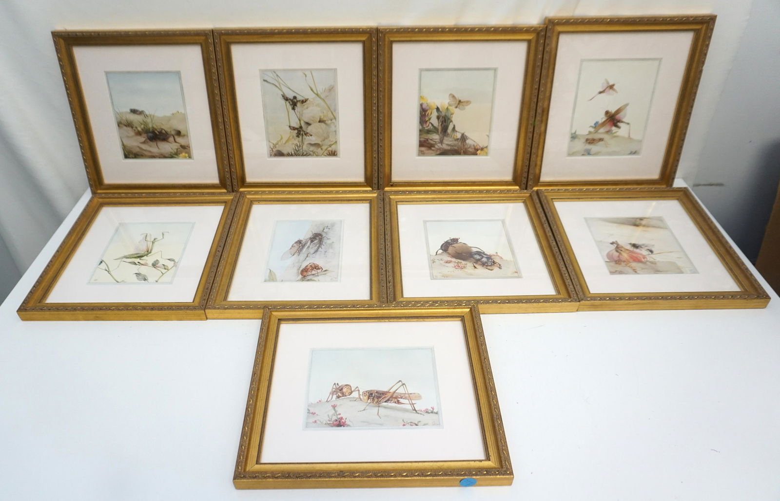 9 EDWARD JULIUS DETMOLD (1882-1957) INSECT PRINTS (1 of 5)