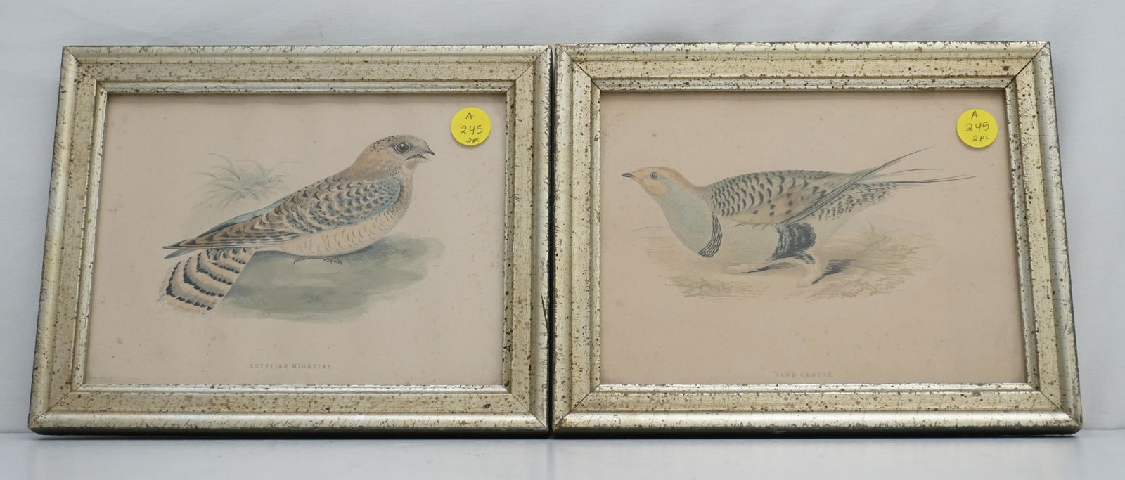 2 BORGHESE HAND COLORED BIRD PRINTS (1 of 4)