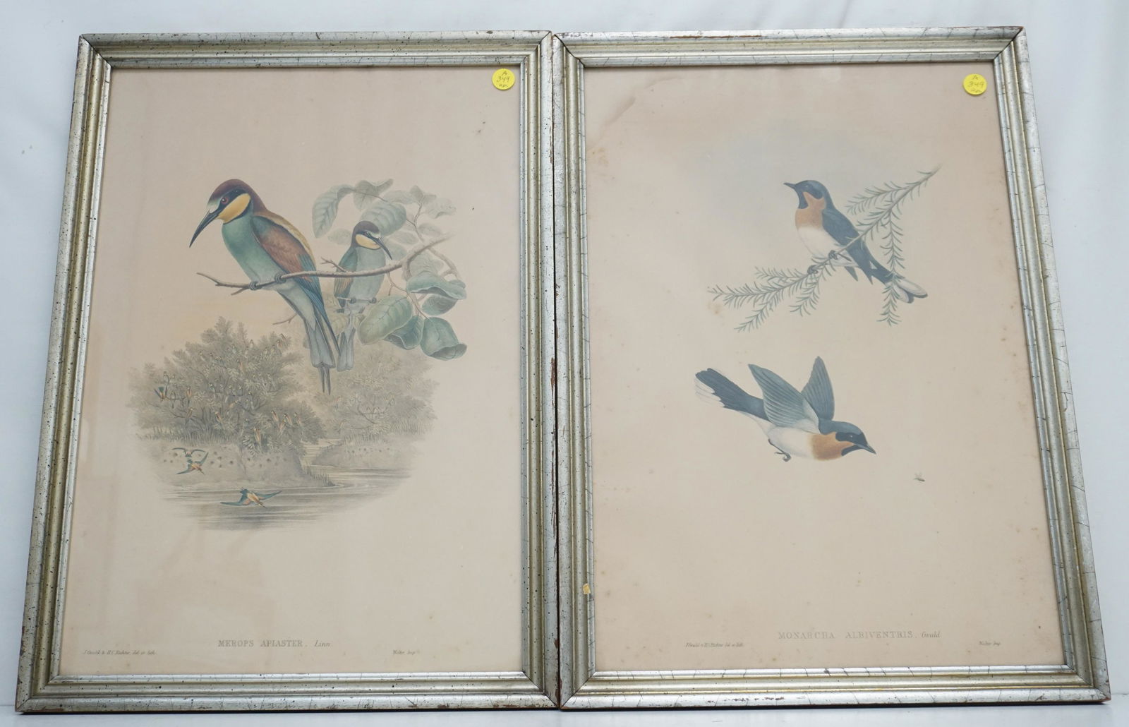 2 ANTIQUE GOULD BIRD PRINTS (1 of 4)