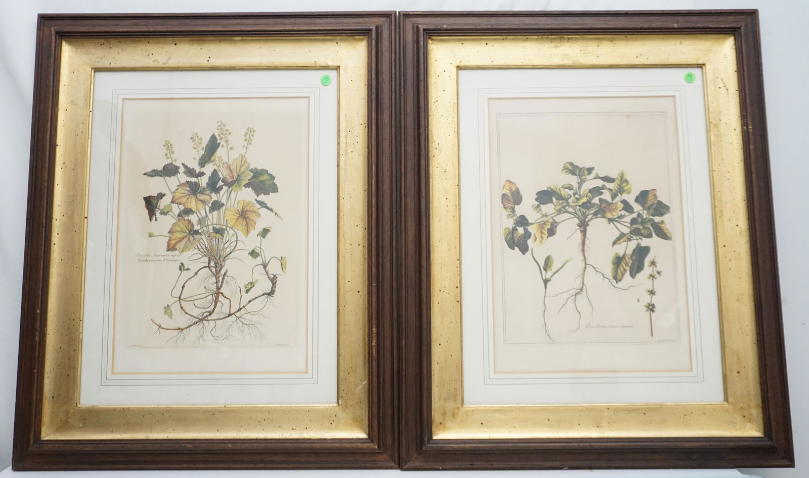2 LUDWIG DE CHASTILLON BOTANICAL ENGRAVINGS (1 of 10)