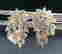 item-117156785=2