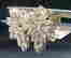 item-117156785=4