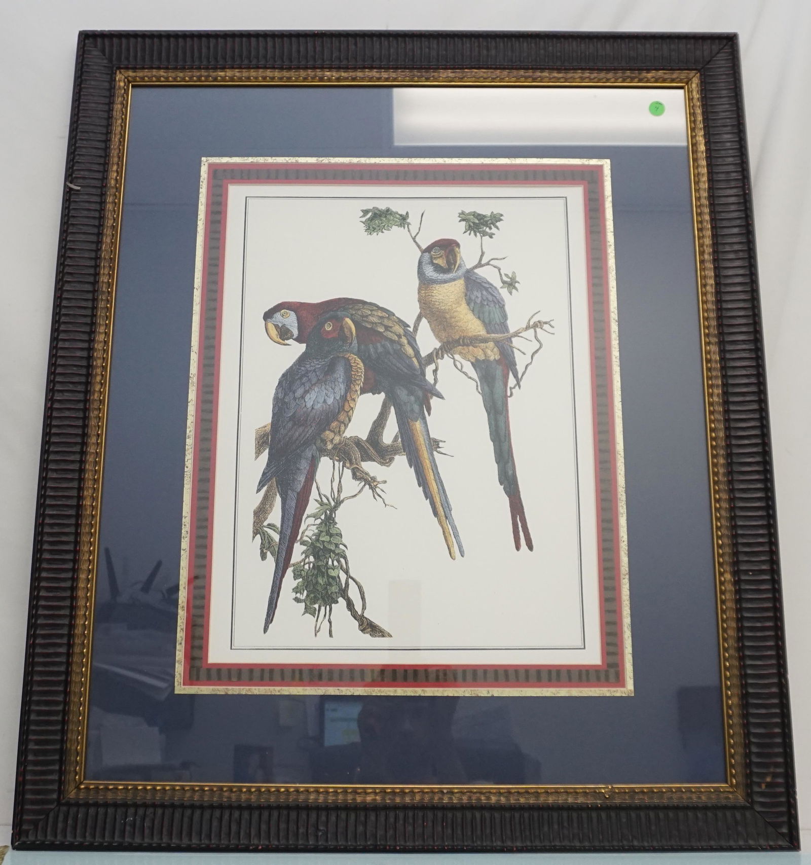 LARGE FRAMED PARROT MACAWS PRINT (1 of 6)