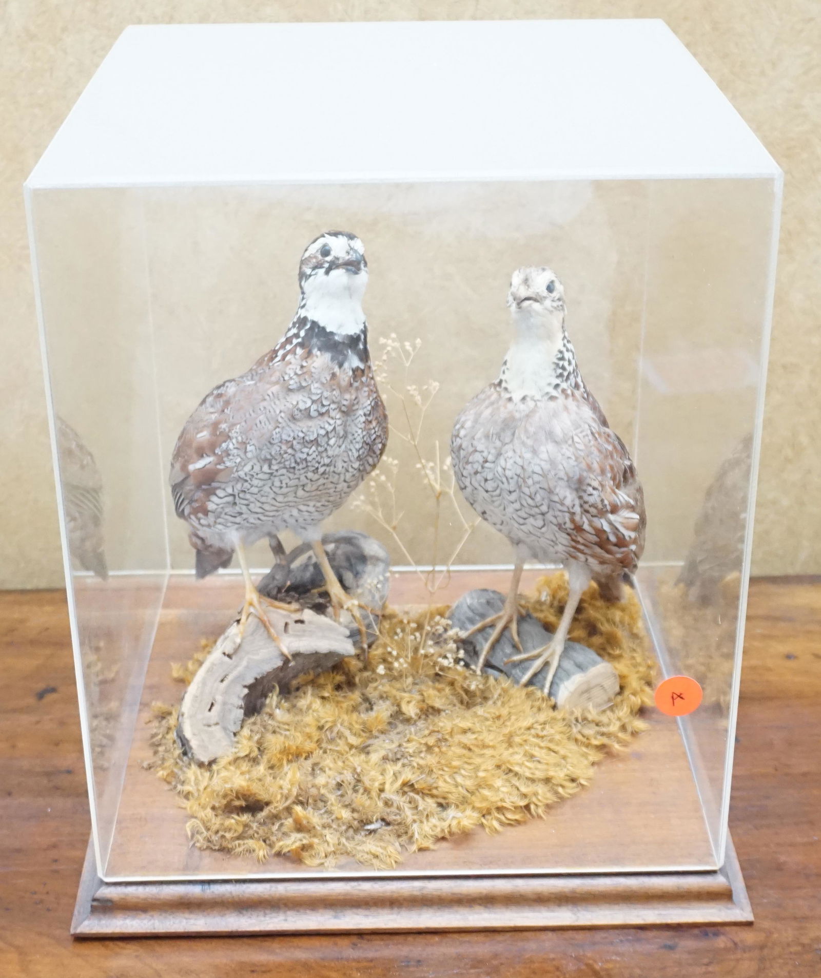 PAIR OF MOUNTED QUAILS TAXIDERMY WITH CASE (1 of 4)