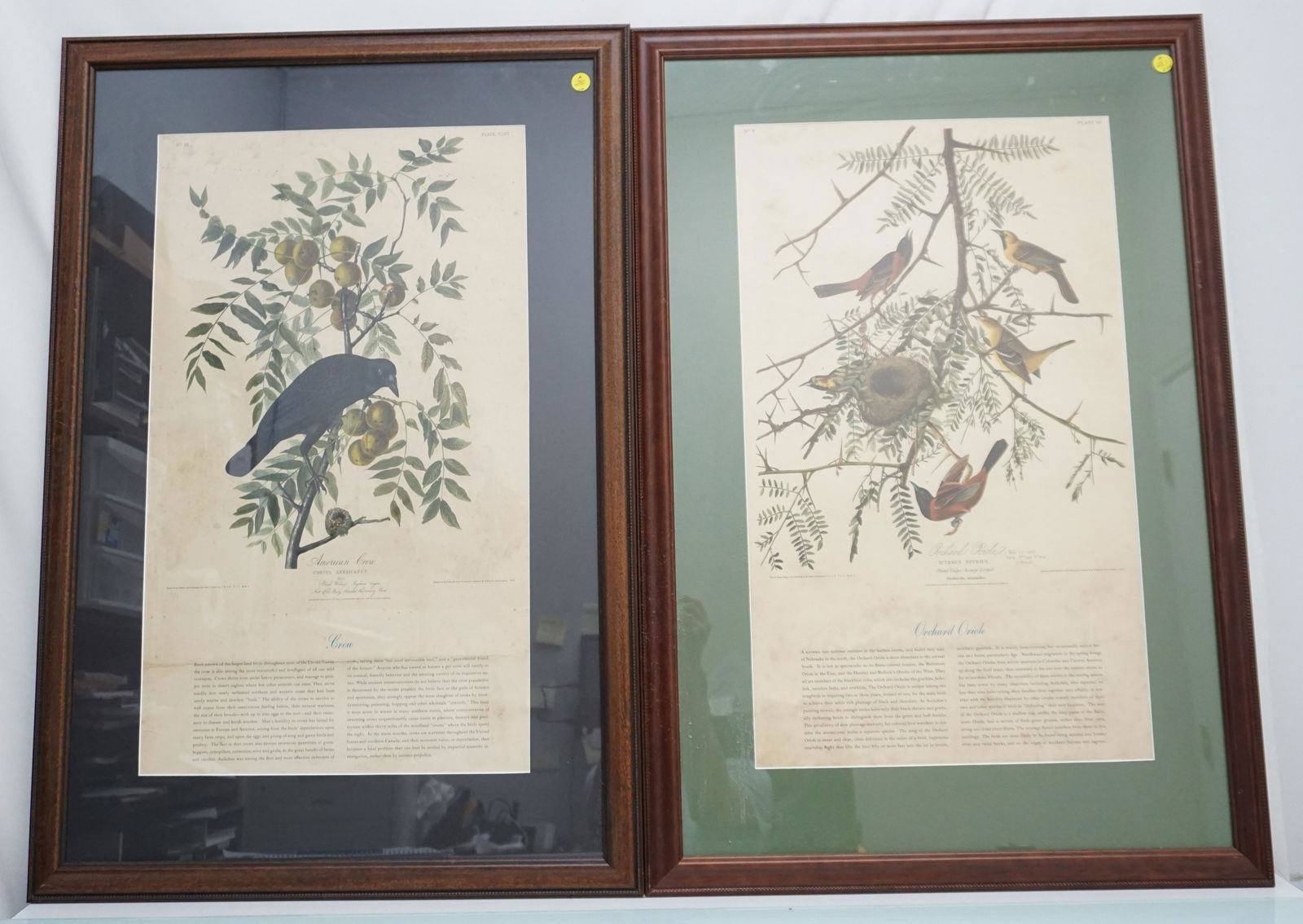 2 PC VINTAGE AUDUBON CROW & ORIOLE (1 of 7)