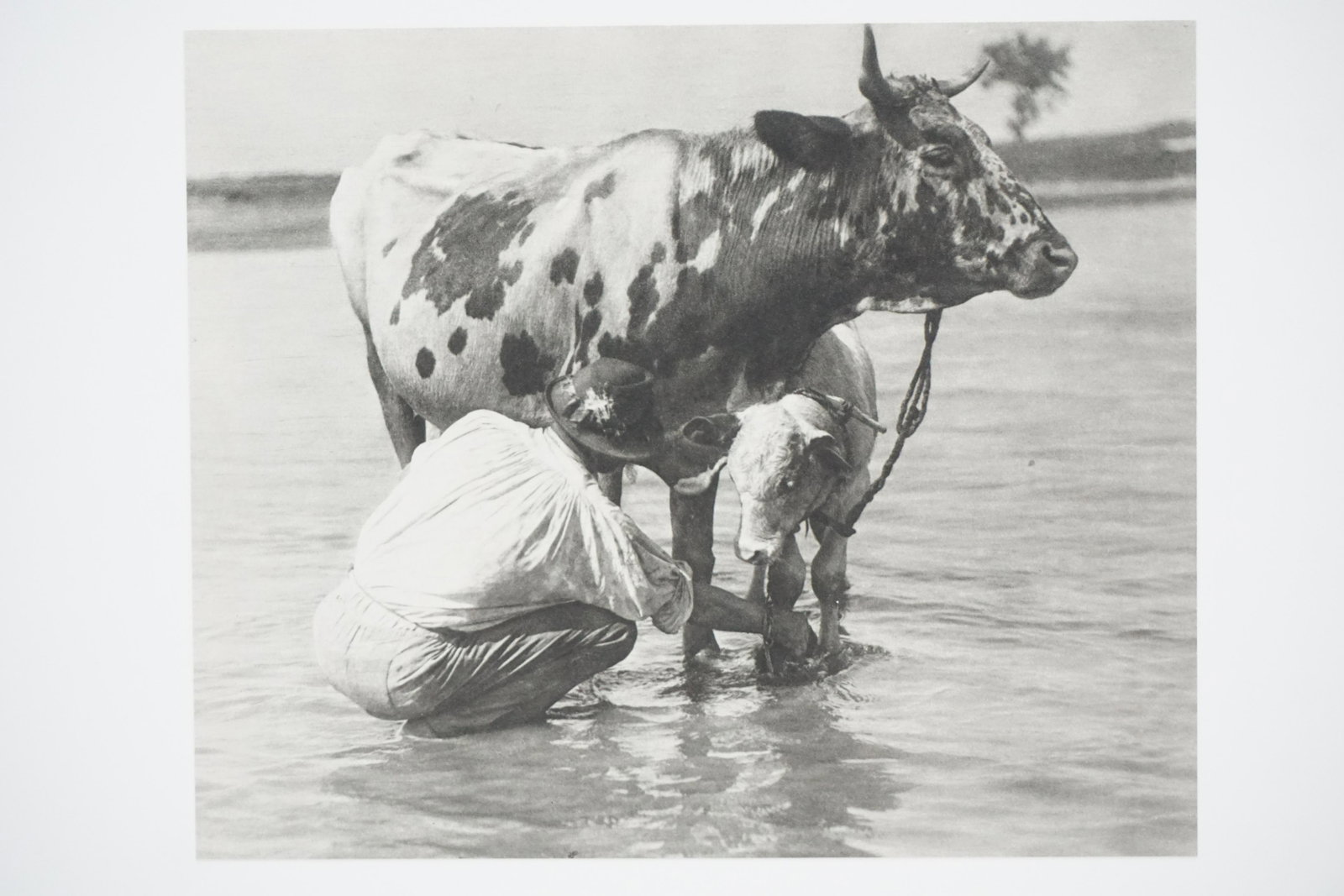 EDWINN RAUPP CALF 1920S GRAVURE: Edwinn Raupp "Calf" Copperplate Sheet-Fed Gravure. Mid 1920s. Printed in Berlin.Image Size: 9" X 7". Mounted to Mat 12"x16" COA en verso. Edwin Raupp was a German portrait and landscape photographer b