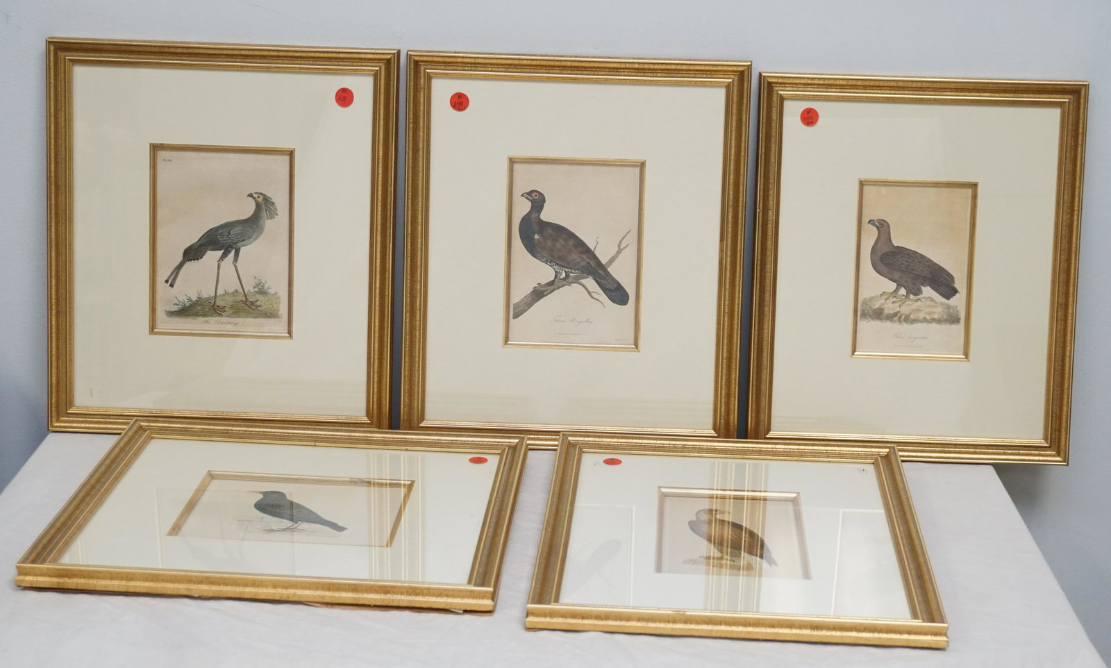 5 19th c BIRDS COLOR ENGRAVINGS (1 of 5)