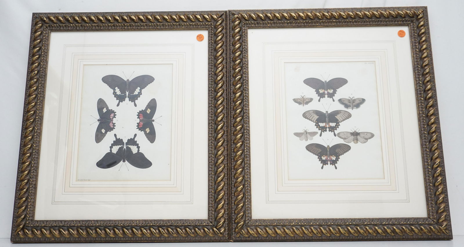 PAIR HAND COLORED PIERRE CRAMER BUTTERFLY ENGRAVINGS (1 of 5)