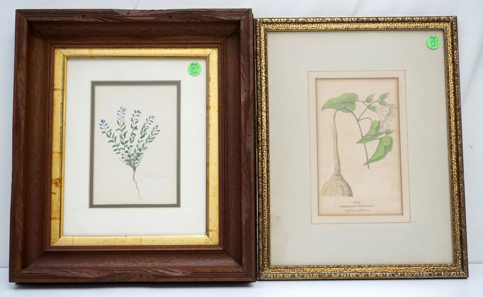 PAIR ANTIQUE FRAMED BOTANICAL PRINTS (1 of 4)