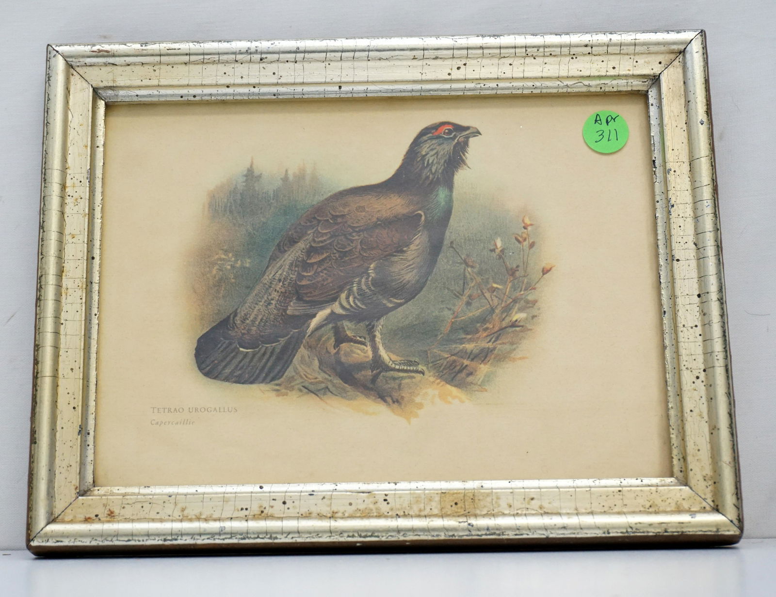 WOOD GROUSE FRAMED 1930s PRINT (1 of 3)