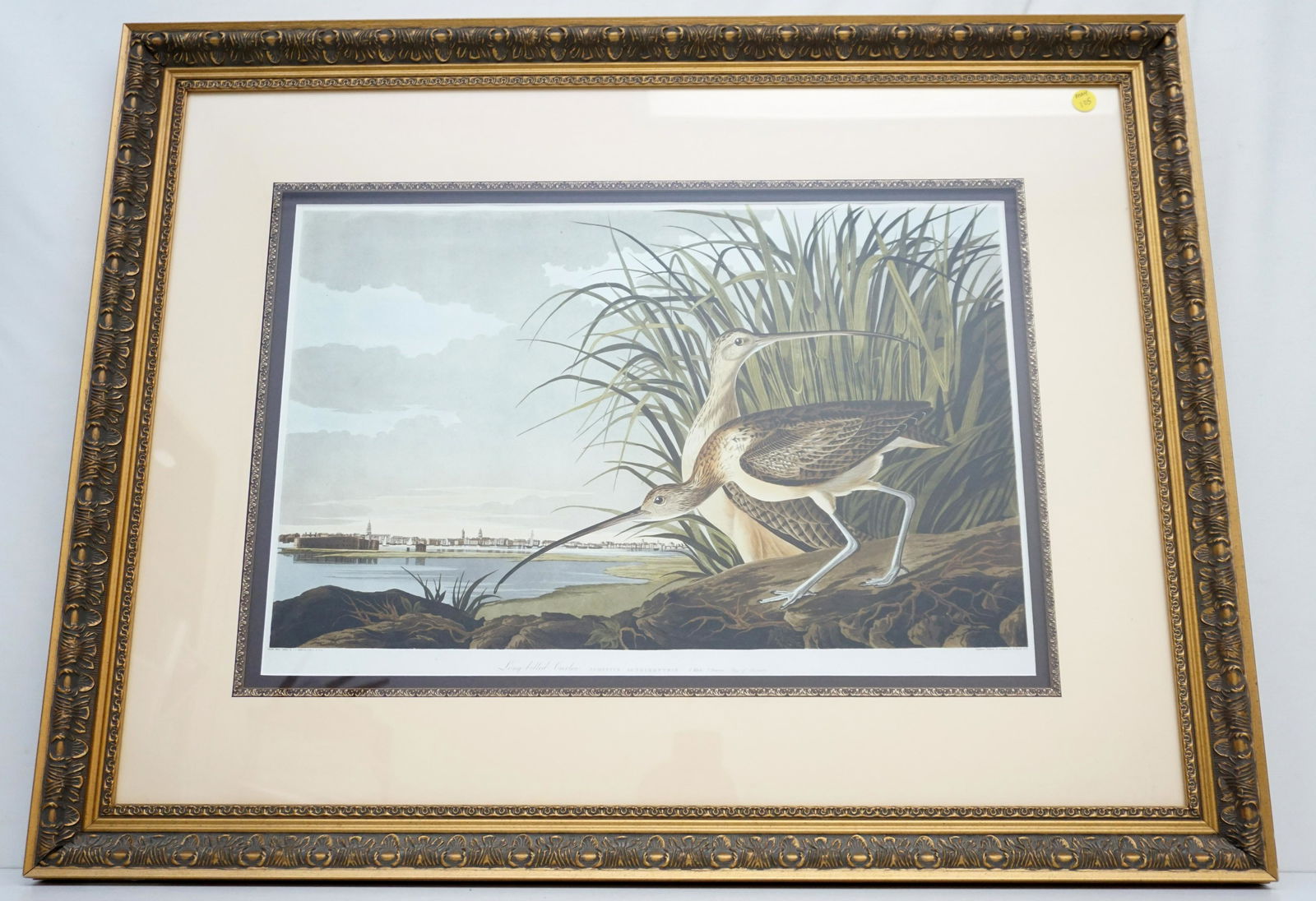 AUDUBON LONG BILLED CURLEW CHARLESTON (1 of 7)