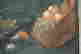 item-133405505=4