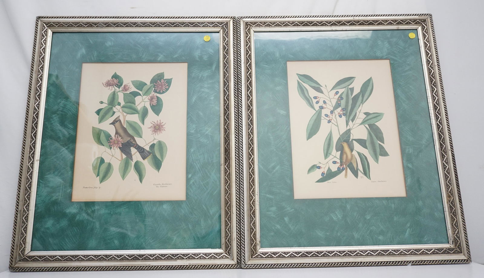 PAIR HAND COLORED CATESBY (1682-1749) ENGRAVINGS (1 of 6)