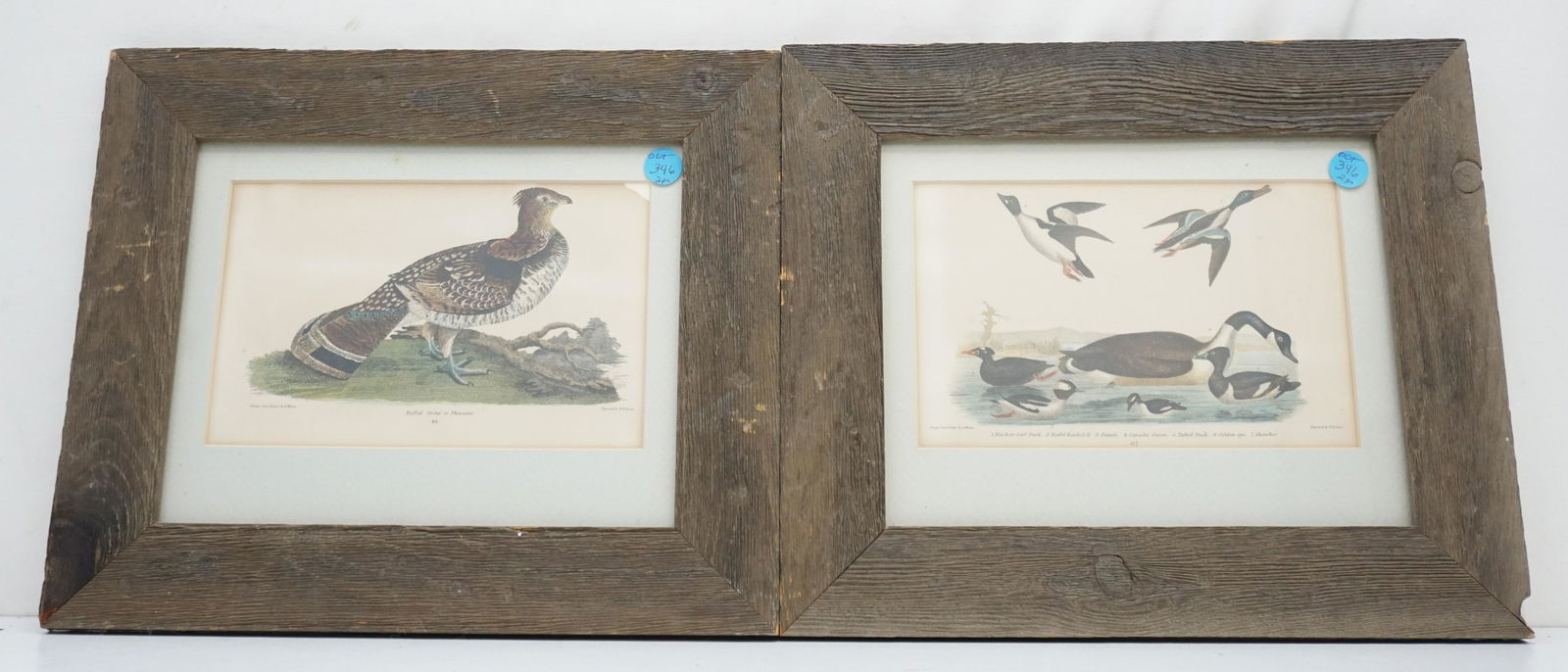 PAIR ANTIQUE A. WILSON ORNITHOLOGY PRINTS (1 of 4)