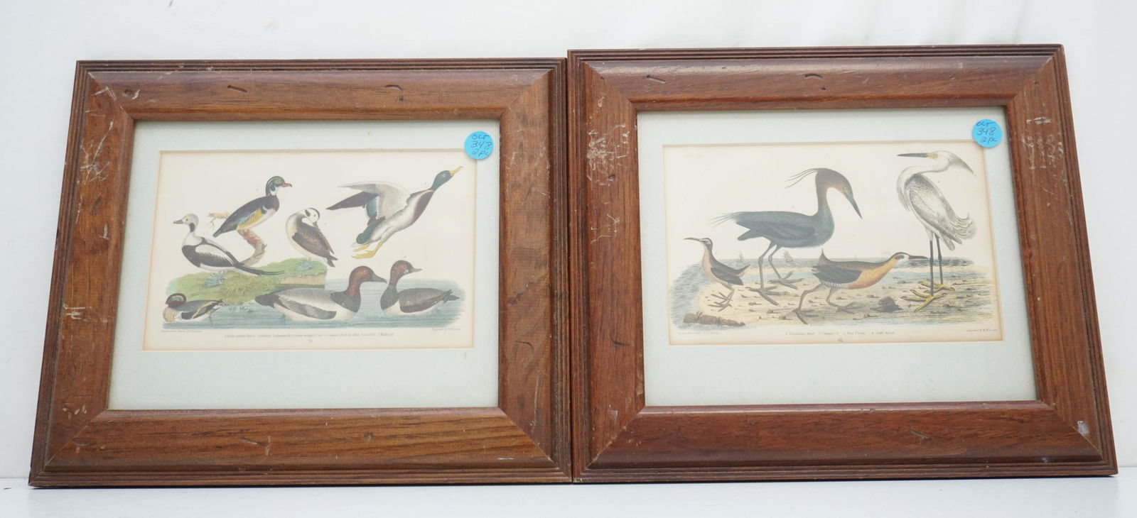 PAIR ANTIQUE A. WILSON ORNITHOLOGY PRINTS (1 of 4)