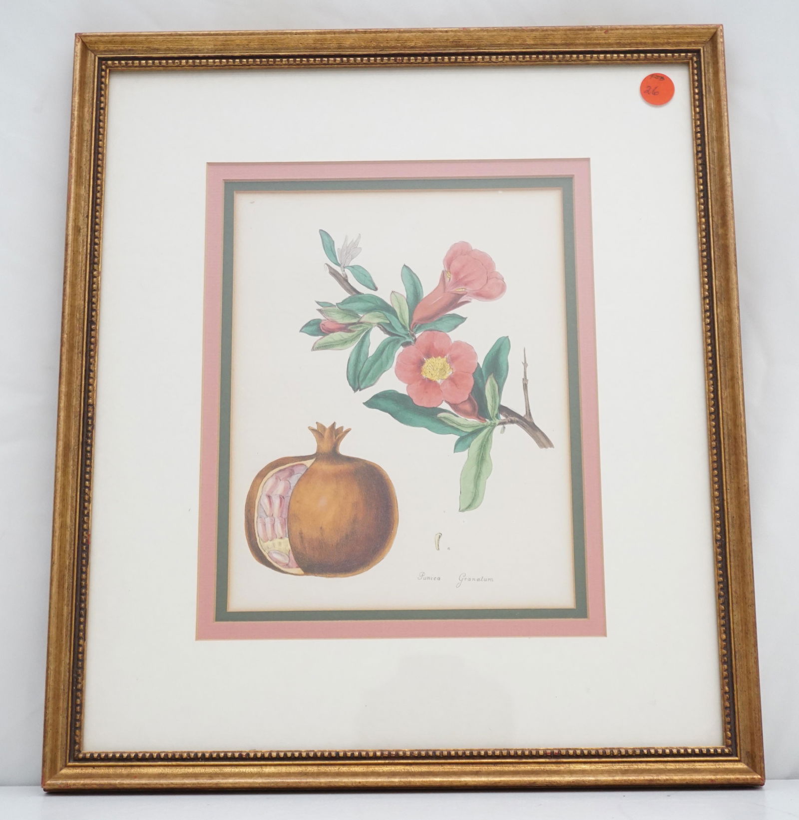 ANTIQUE BOTANICAL POMEGRANATE PRINT (1 of 4)