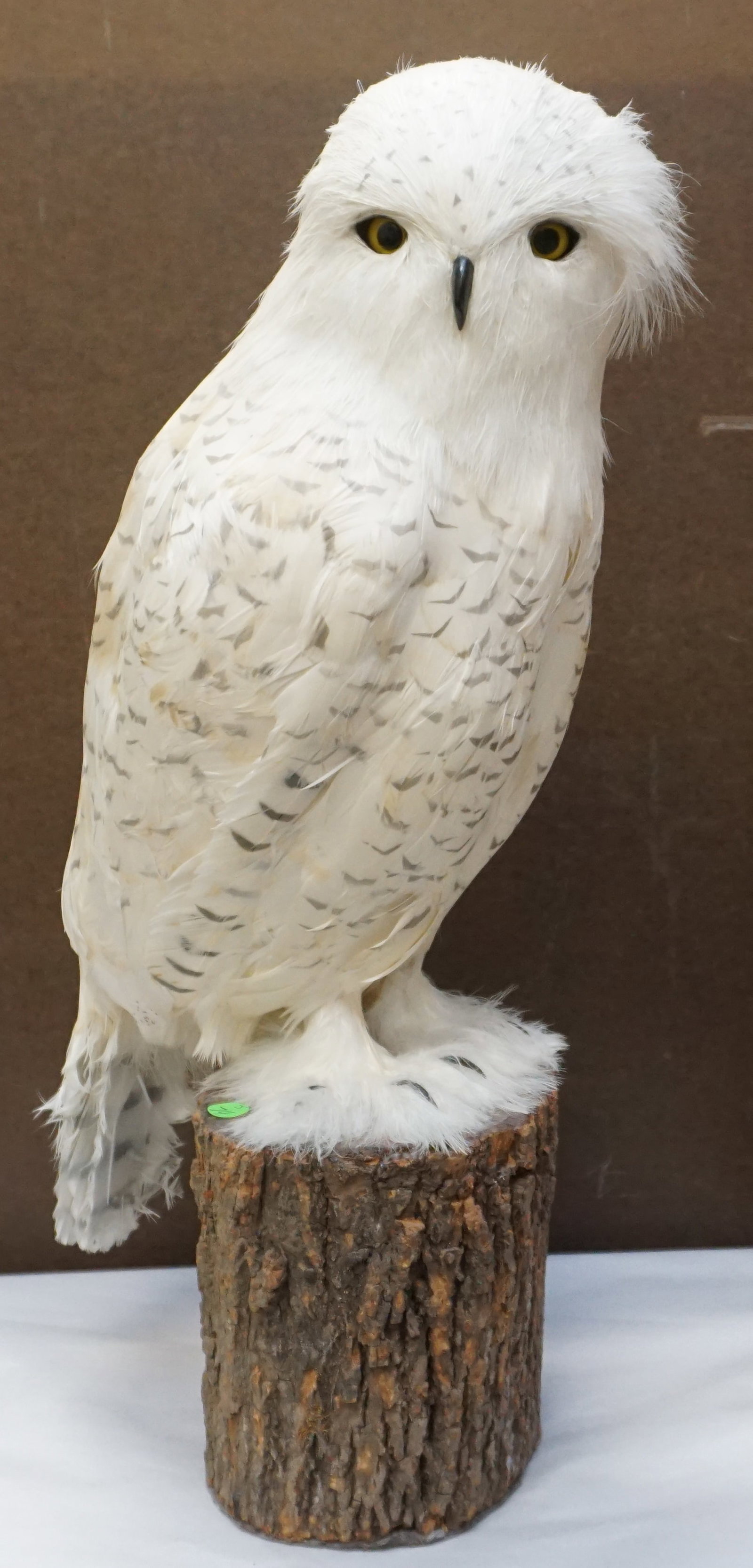 ARCTIC SNOWY OWL MAJESTIC REPRODUCTION: Majestic Reproductions Arctic Snowy Owl life size reproduction. These owls are a very rare sight indeed. They are North America's largest owl, with a wing spread up to 60". They are about the size of 