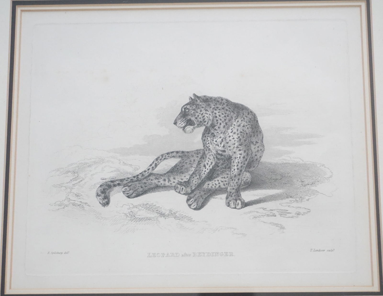 LEOPARD AFTER REYDINGER ENGRAVING - 2