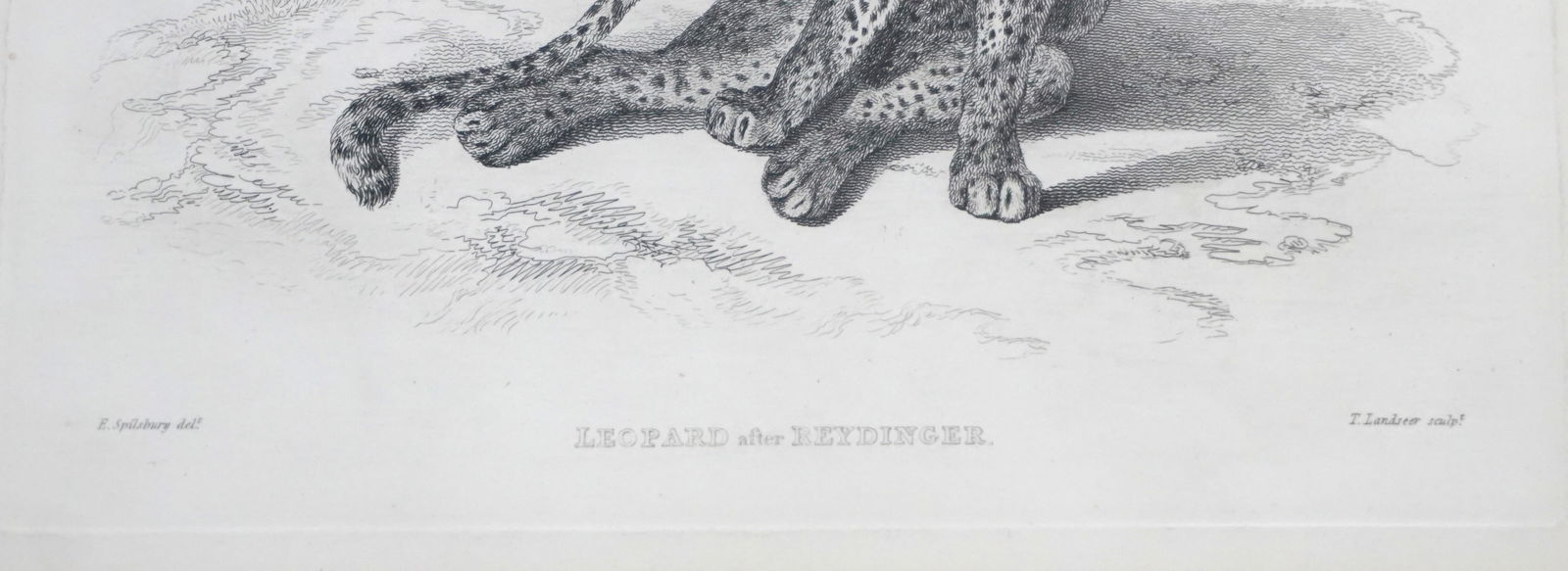 LEOPARD AFTER REYDINGER ENGRAVING - 3