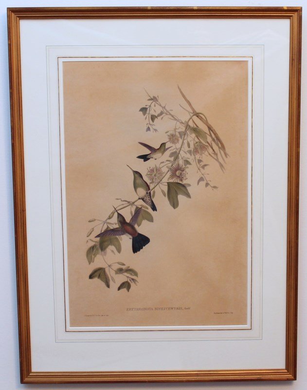 ANTIQUE ORIGINAL FOLIO H/C GOULD HUMMINGBIRDS 1849-87: Stunning original hand colored lithograph, hummingbirds, Erythronota Niveiventris by John Gould, from his monumental work entitled A Monograph of the Trochilidae or Family of Humming-Birds which was p