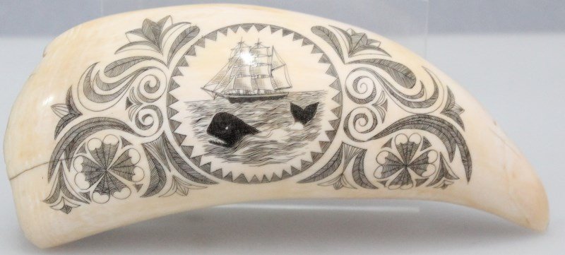 ANTIQUE SCRIMSHAW WHALING SHIP WHALE TOOTH: Antique 19th c. Scrimshaw Whales Tooth. Skillfully done, detailing depicting a whaling ship with whale surrounded by scroll and floral accents. Measures 6.75x3x3. Provenance: Charleston SC private col